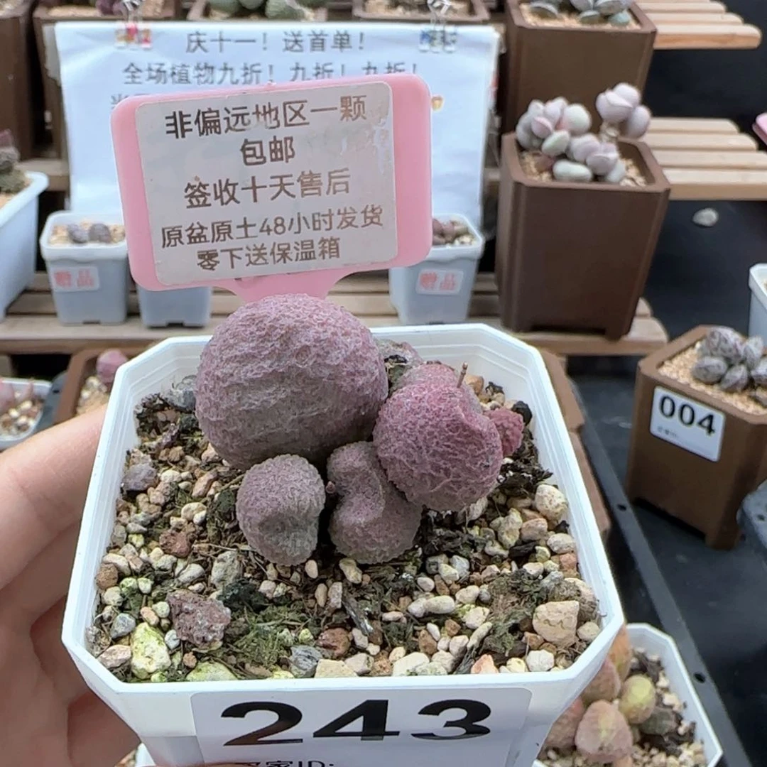 243水蜜桃多肉植物