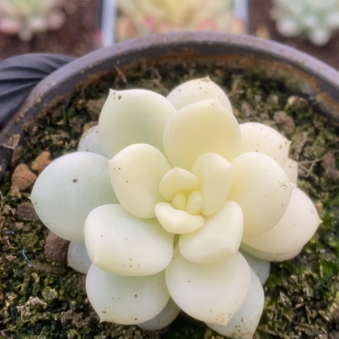 399新香水叶心全了