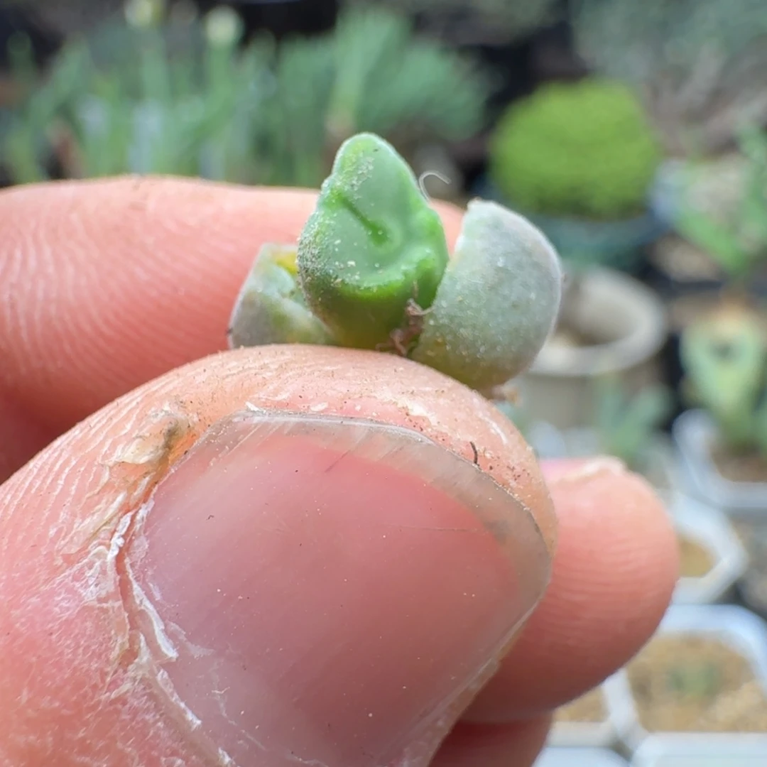 好****我空蝉多肉。