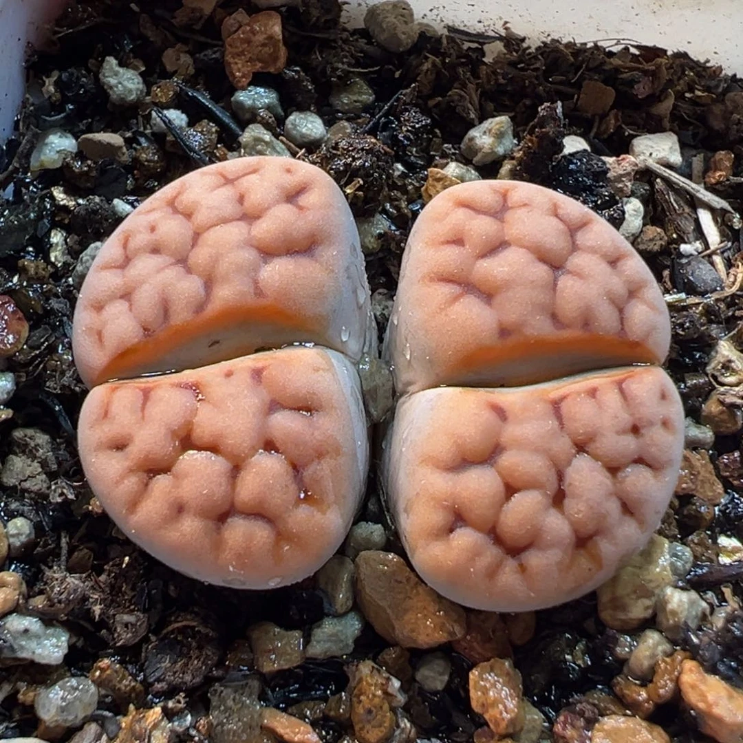 422多肉植物种类多样