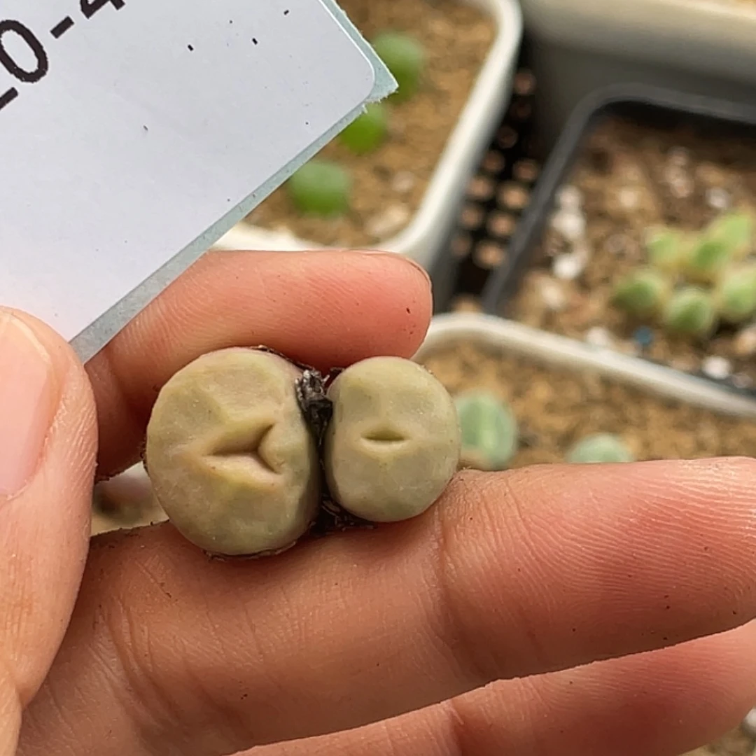 20-45烧麦多肉植物