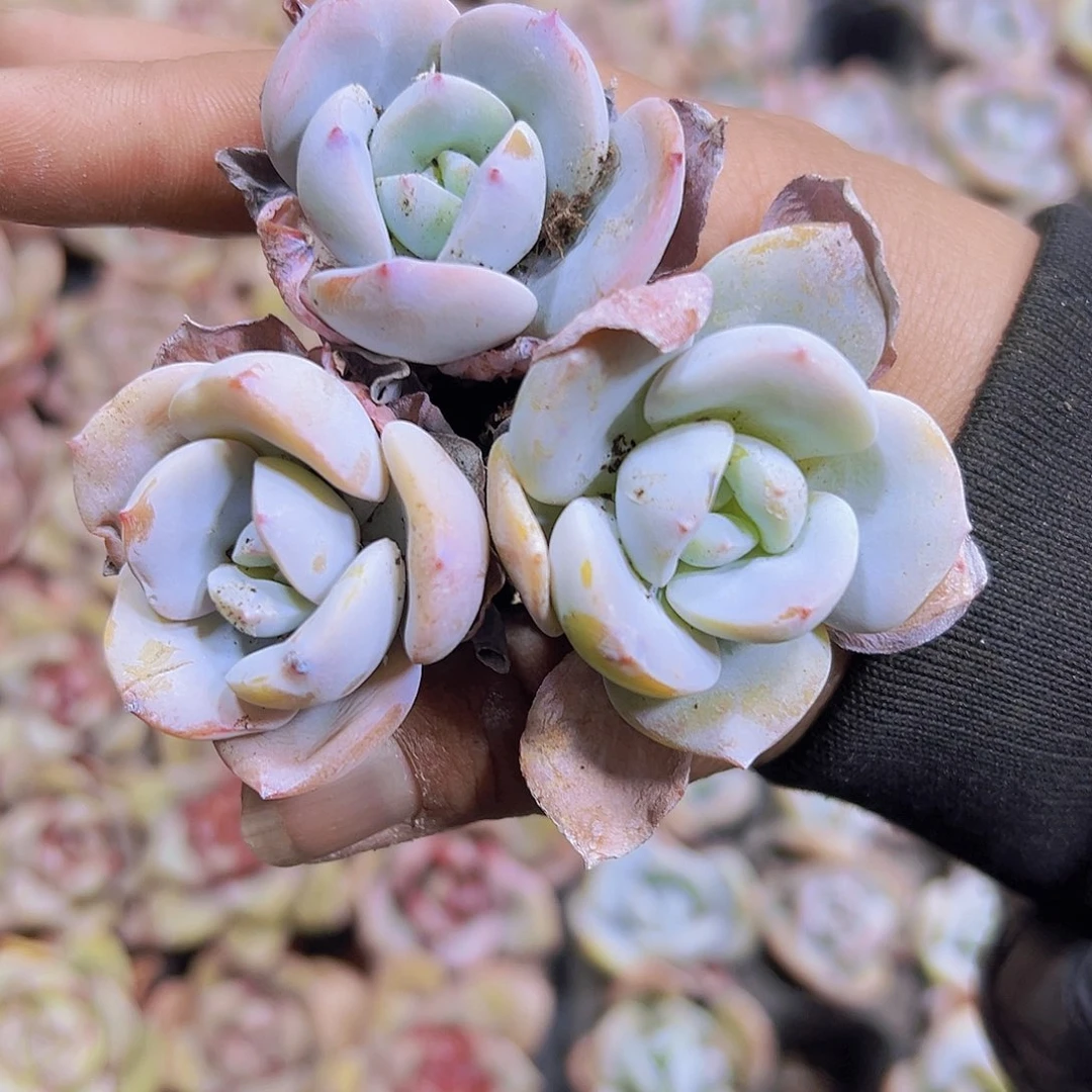 穴盘老奶茶3个19包邮