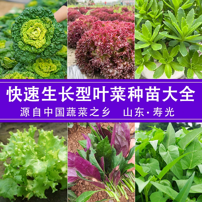 [叶菜类蔬菜苗]快速生长型蔬菜苗生菜苗空心菜苗盆栽阳台蔬菜苗