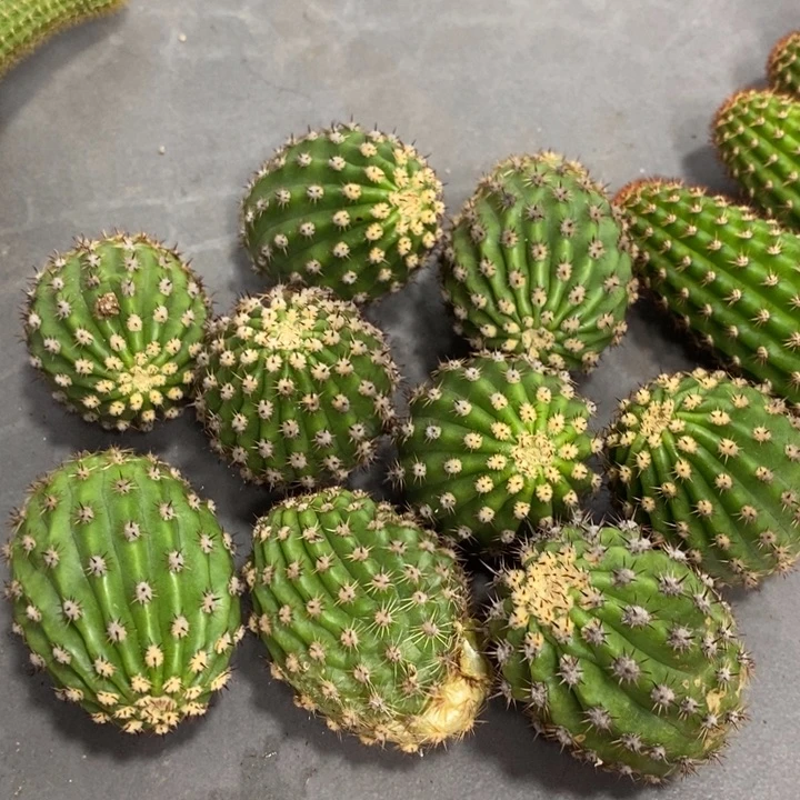 超级杏毛花柱侧芽一个