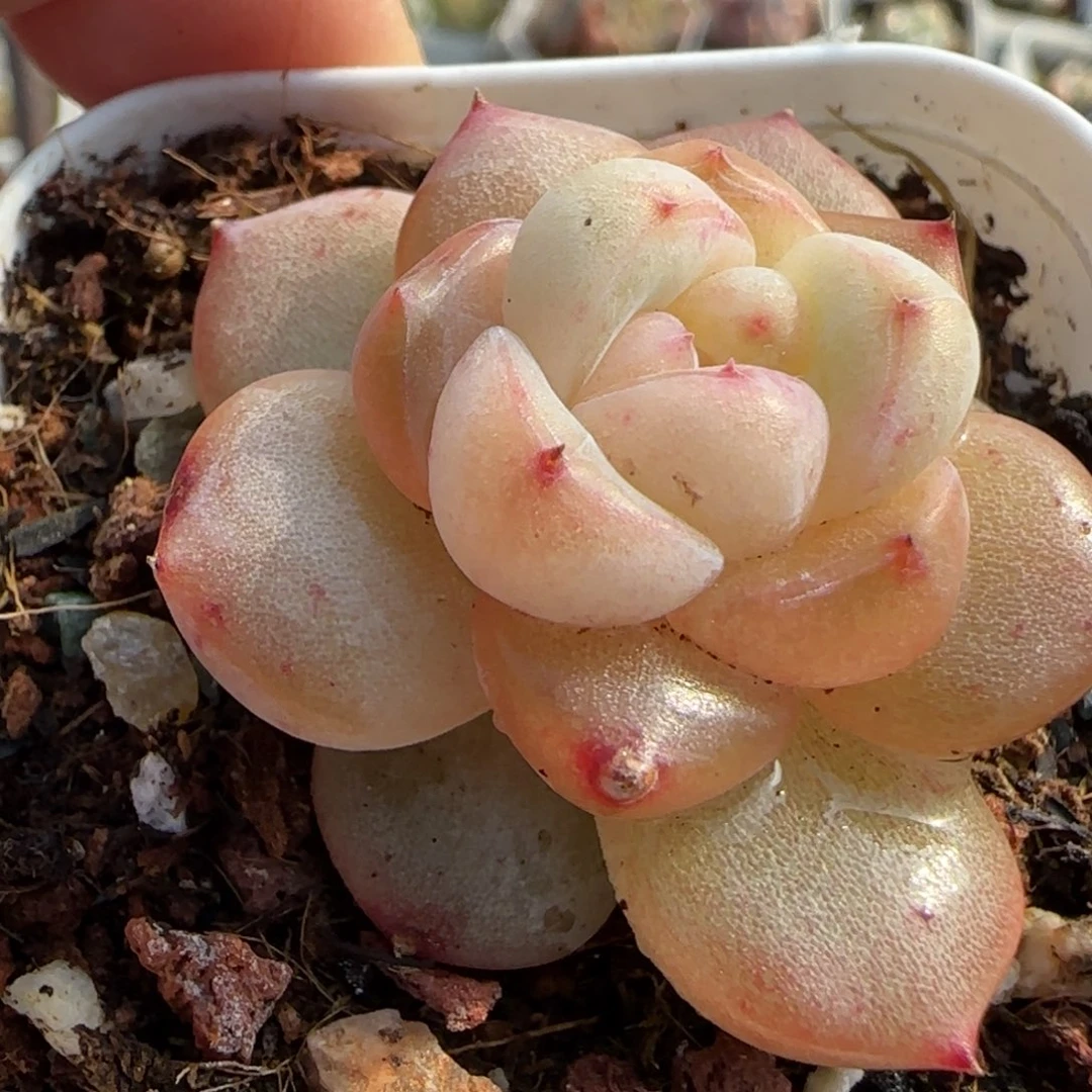 小卡拉米糖心一物一拍