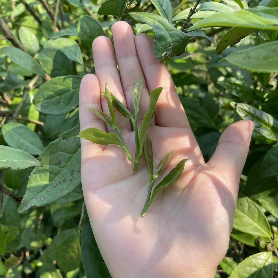 2025新茶正宗黄山雨前毛峰耐泡口粮绿茶茶叶