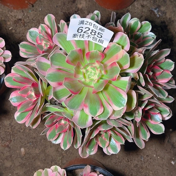 6285粉女郎多肉植物