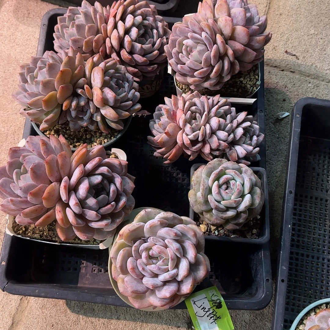 L***琳橙梦露一筐脱土发货