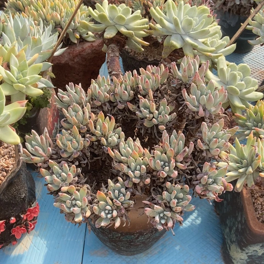 海瑟多肉植物啦啦啦