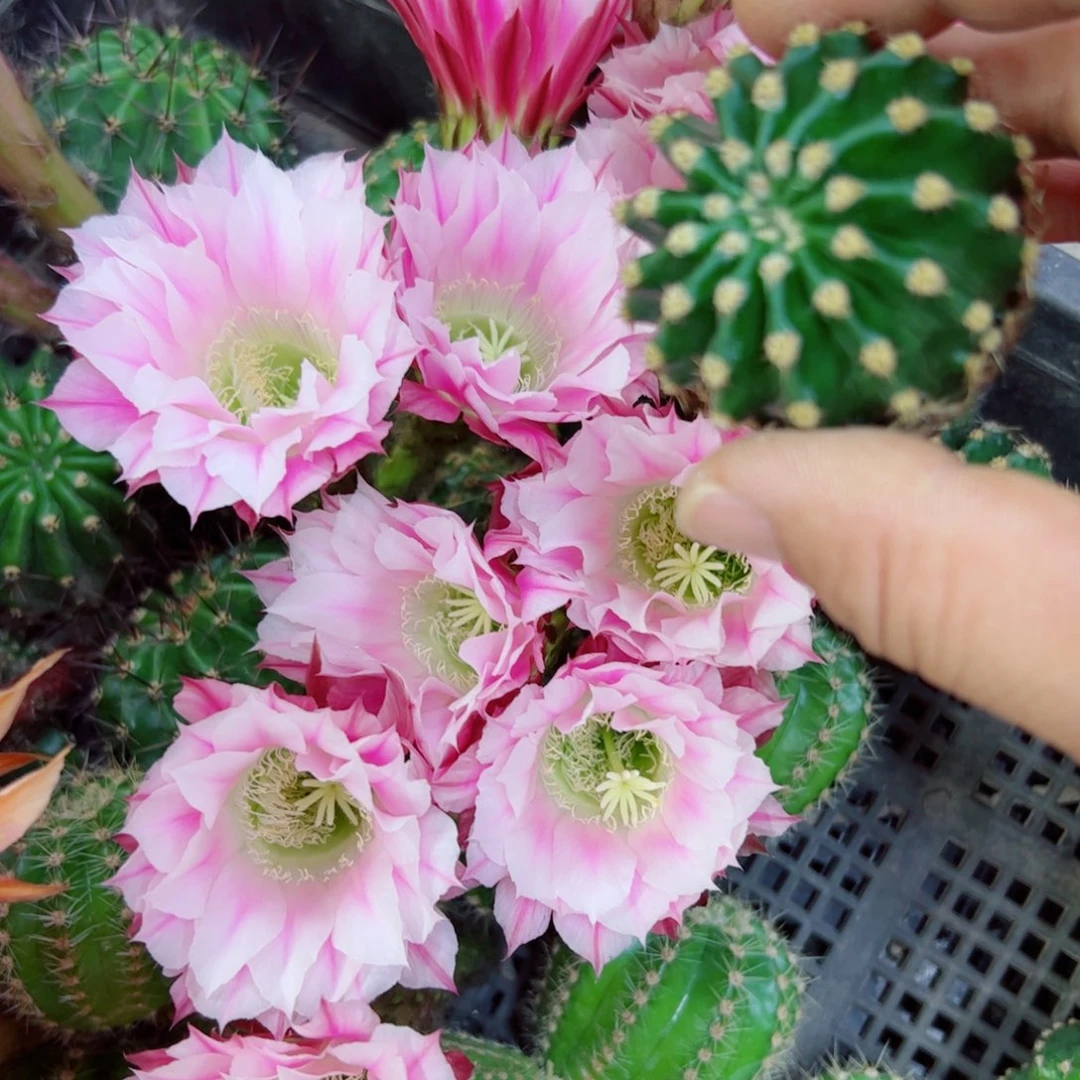 下25金刚粉蝶歪无根侧芽4公分左右20 包邮