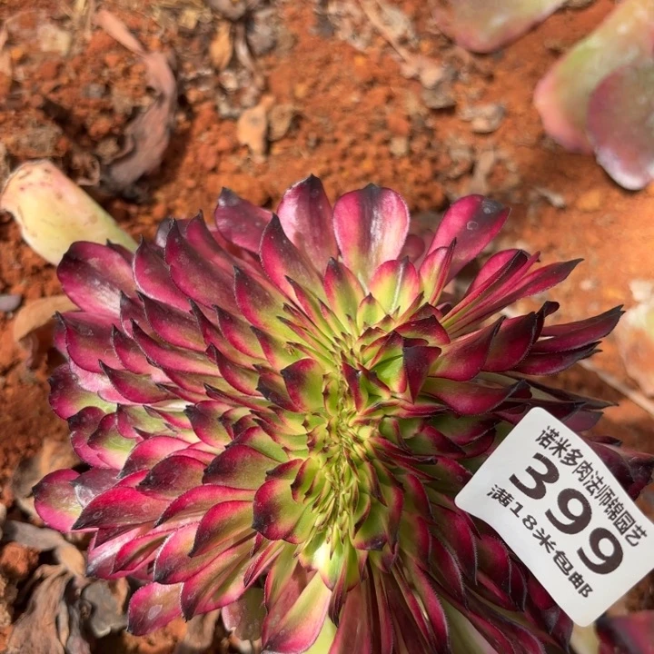 399美姬缀化掌心多肉法师锦不包