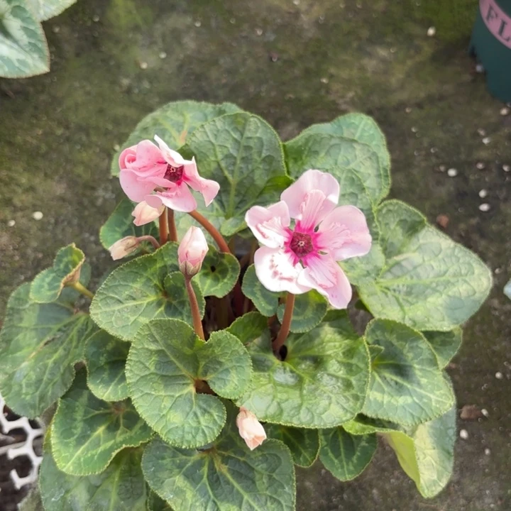 完全开放两盆幻雅