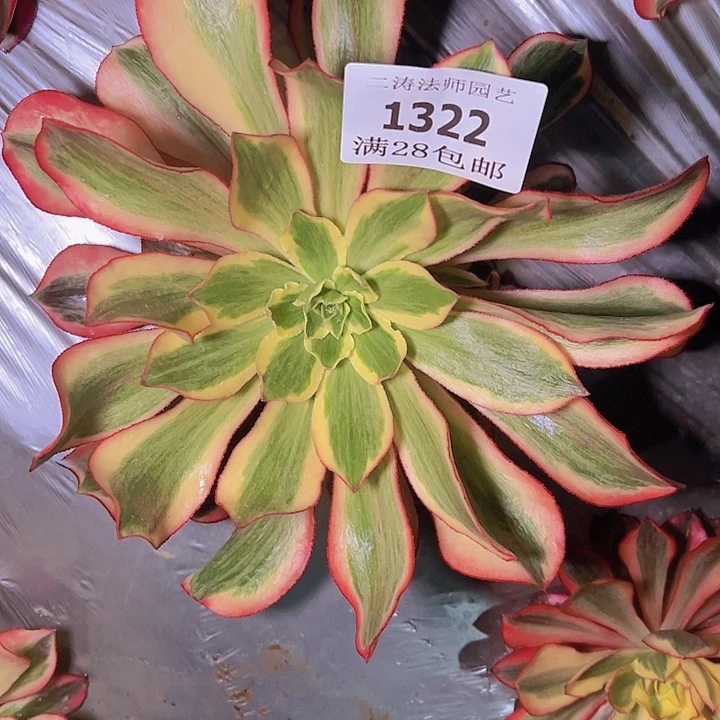 ?*儿1322魅影多肉植物