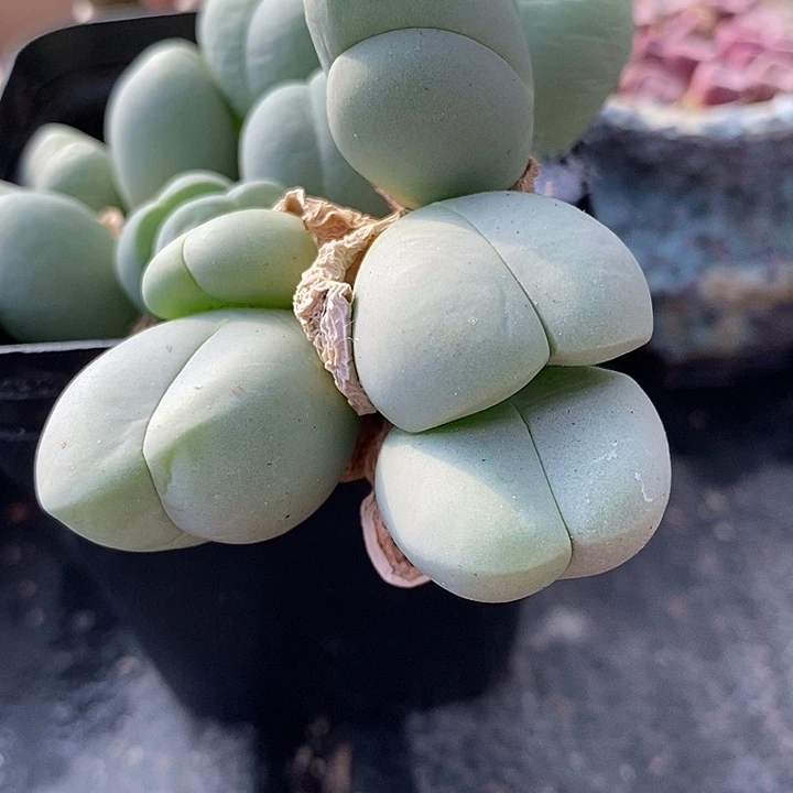 四头鲨鱼嘴一颗。