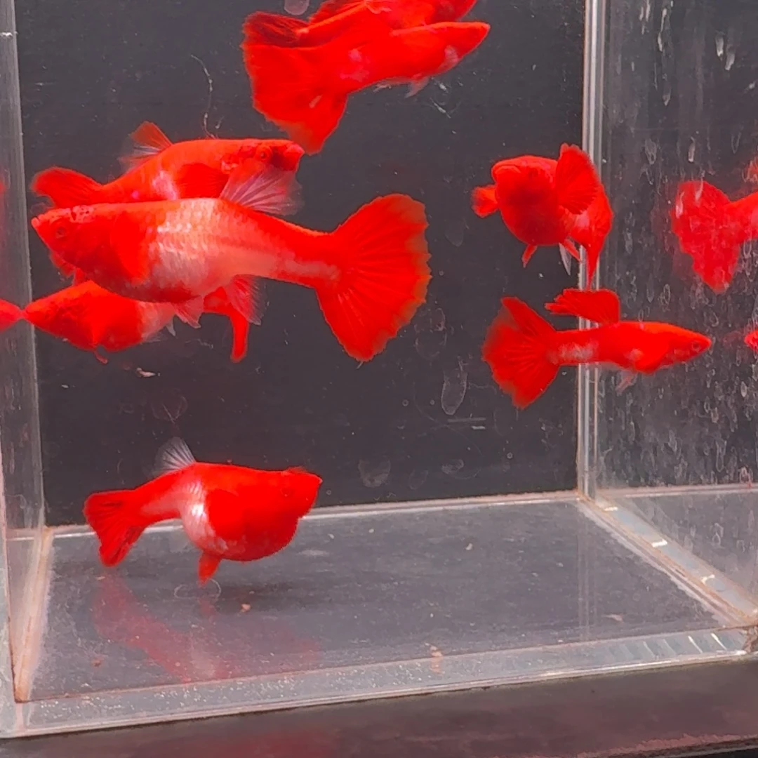 孔雀鱼瑕疵双分水5对 不死不包损