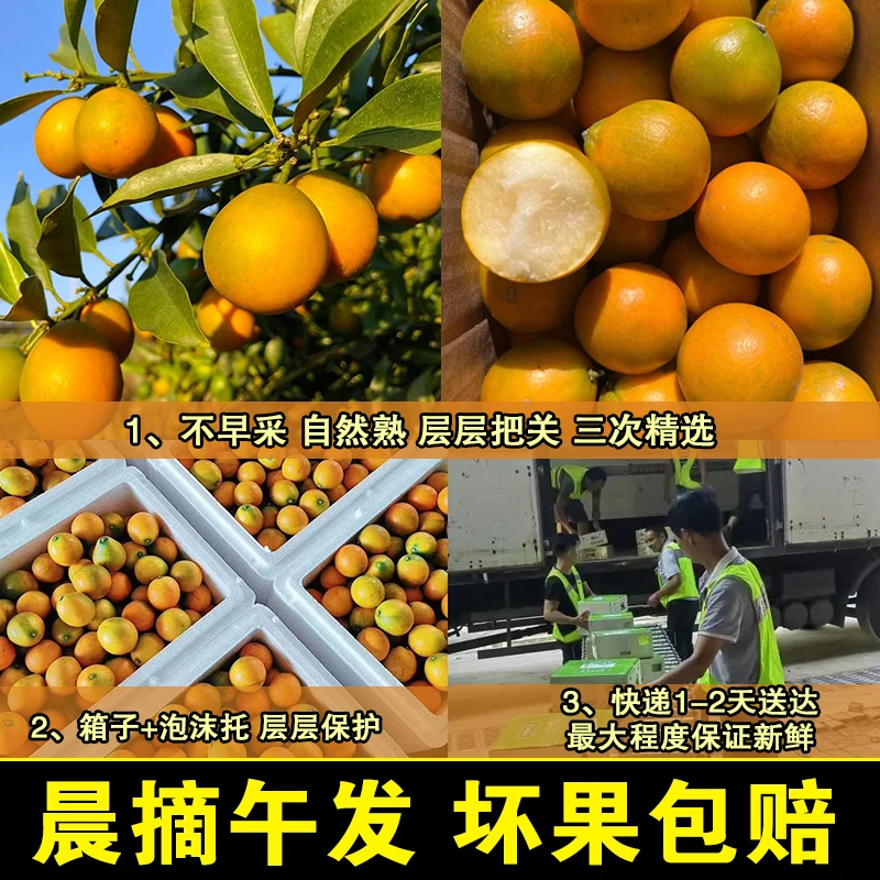【买20颗送20颗】正宗广西融安第三代脆蜜金柑纯甜新鲜水果金桔