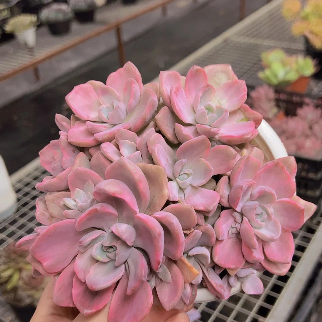 理查德夫人整装群生