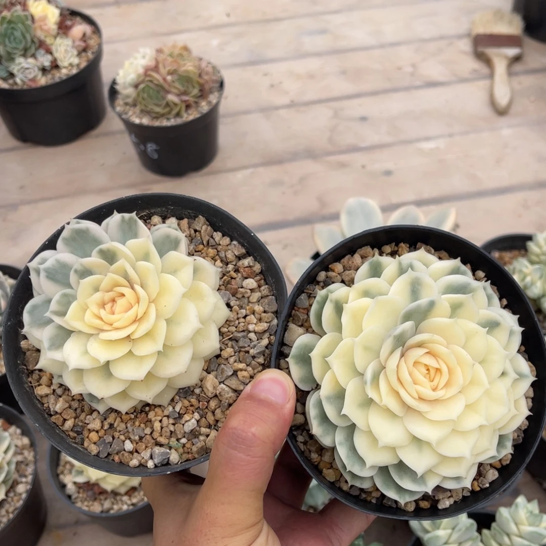 昂斯洛锦两颗满68包邮