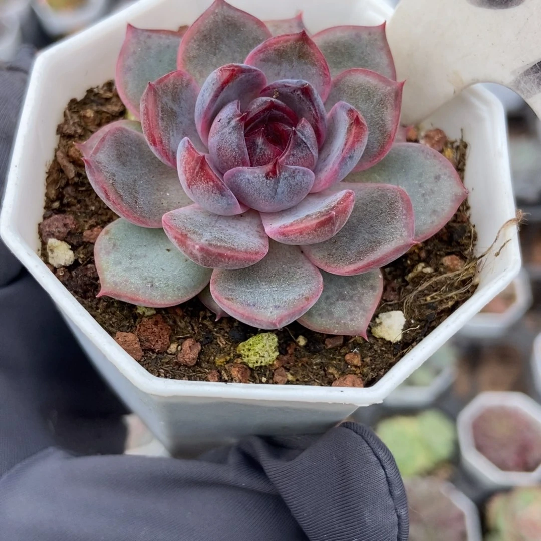959蓝色妖姬多肉植物