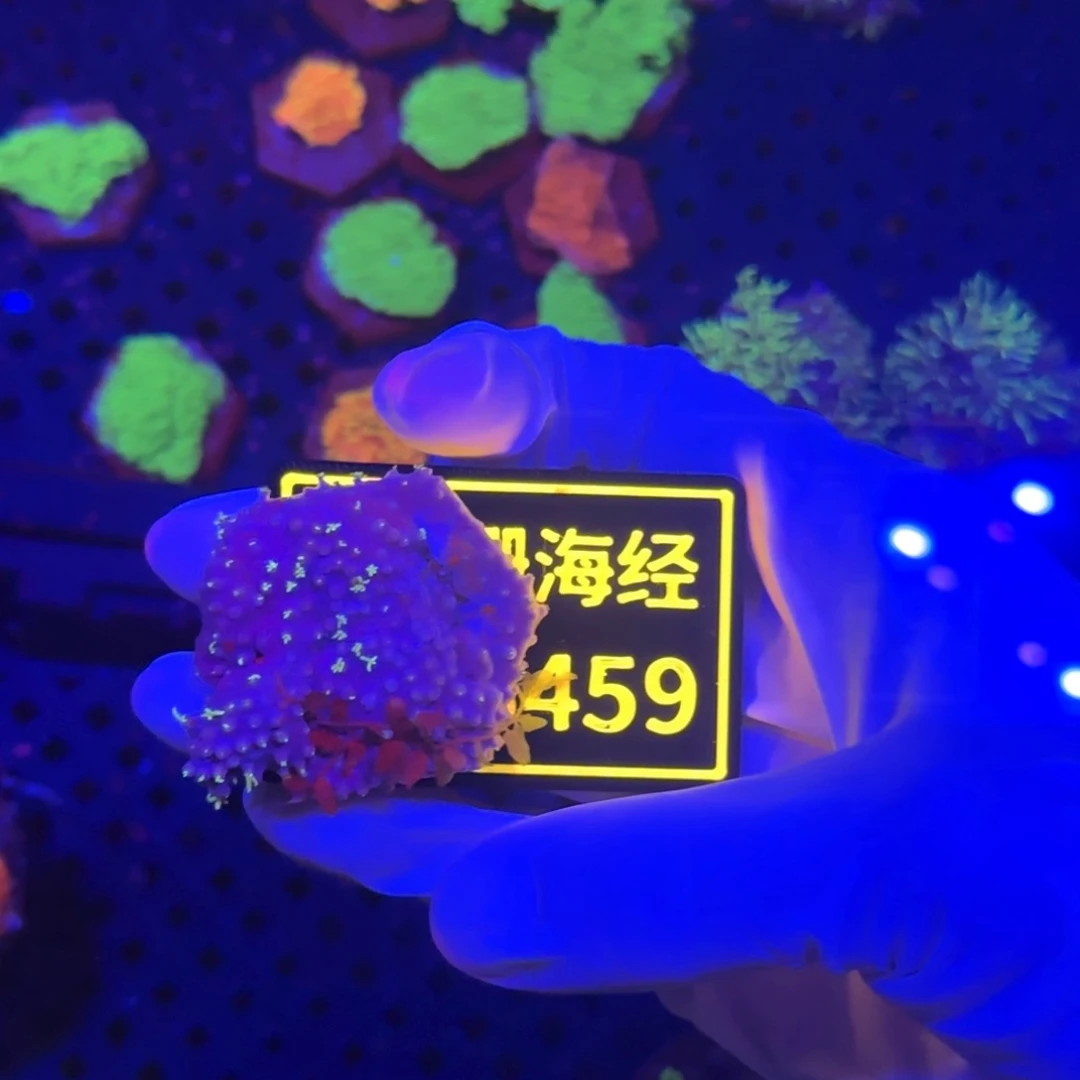 一***光纽扣珊瑚又又不包邮草皮B459