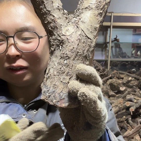 香榧木早***！火琉璃的毛料摆件