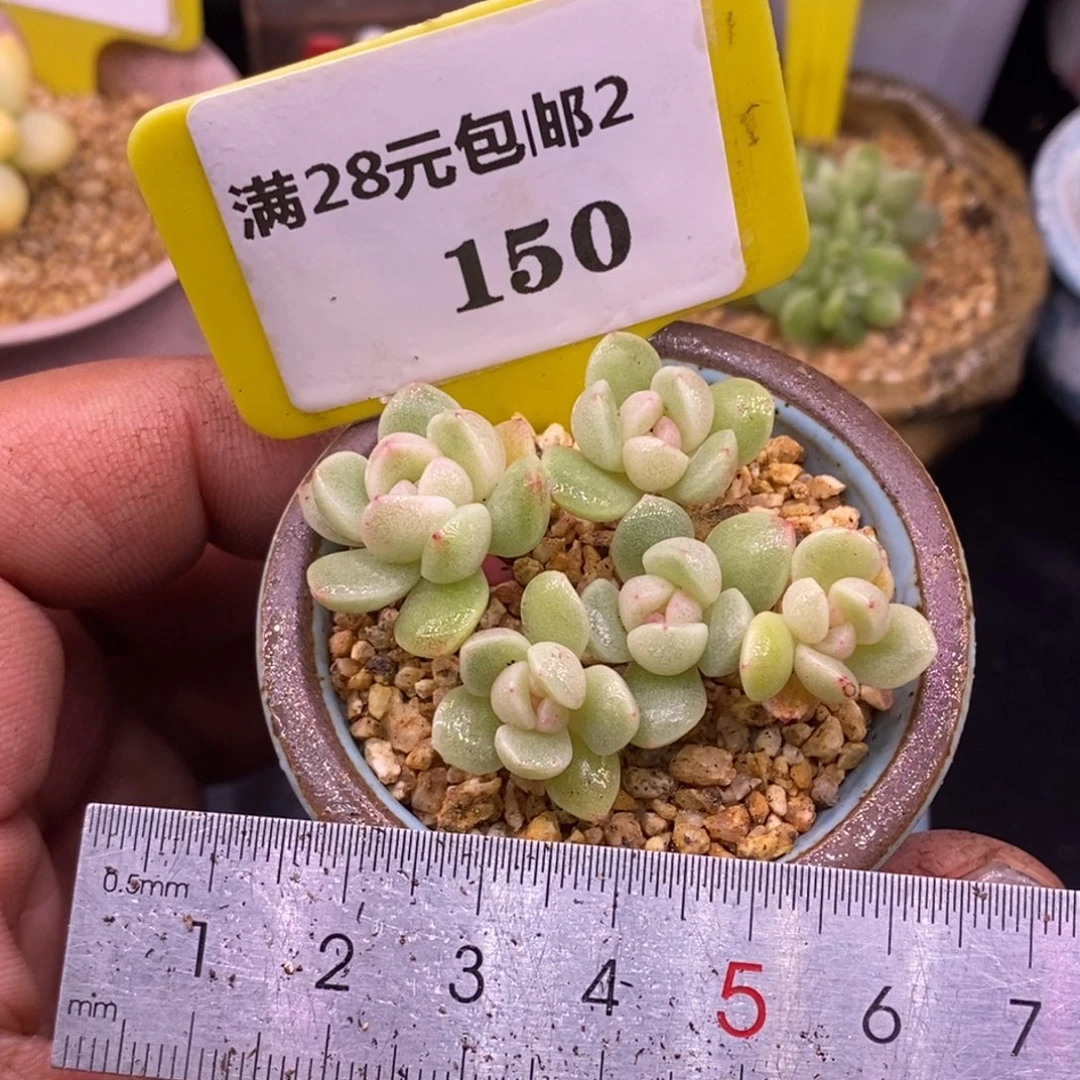 2150冰玉小脸5头小树