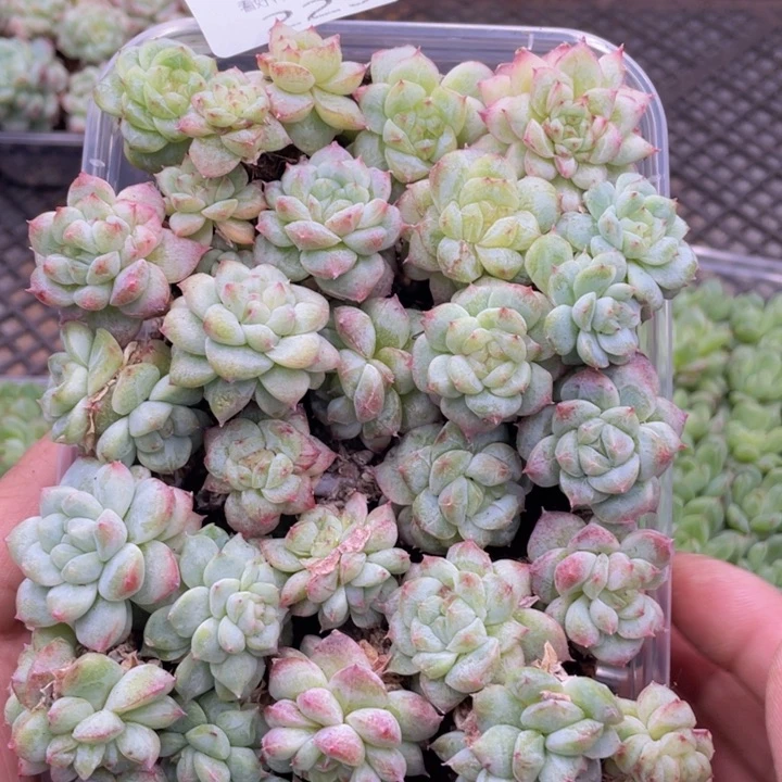 云糖心多肉植物229