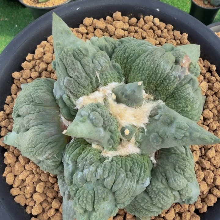 有疤捡漏大翻边浪花怒