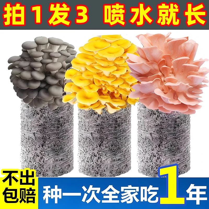 【拍1发3】蘑菇菌包菌菇种植包食用菌棒平菇菌包好养喷水就长
