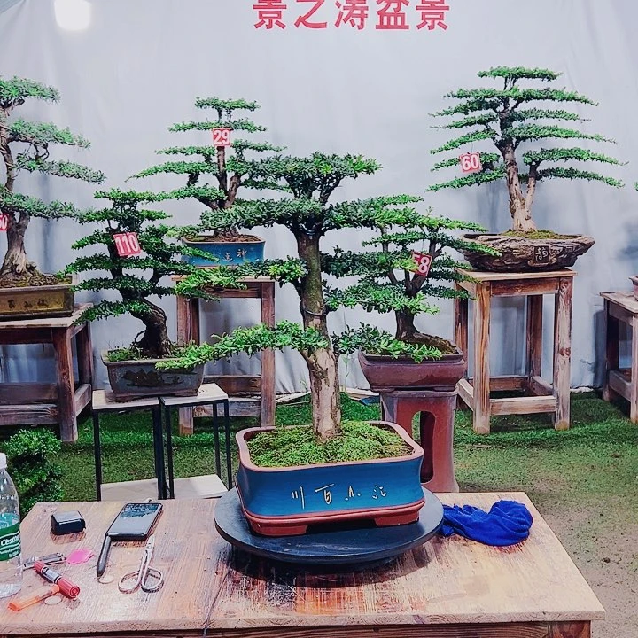 无花朵红芽珍珠罗汉松
