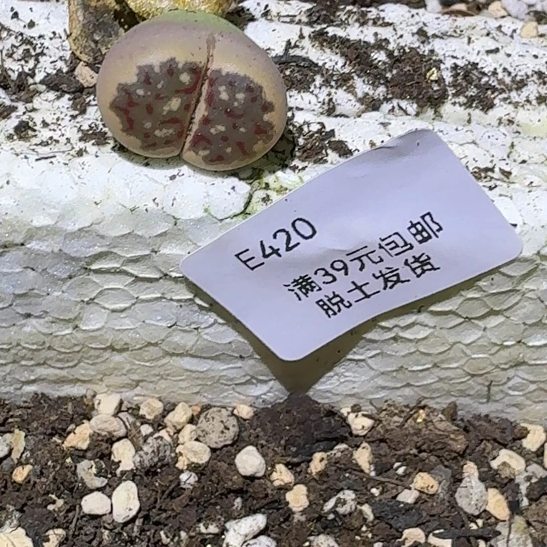 *️**420哈哈哈哈哈哈哈哈