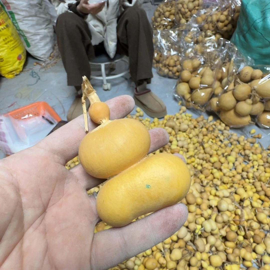 响***响葫芦1111111111111