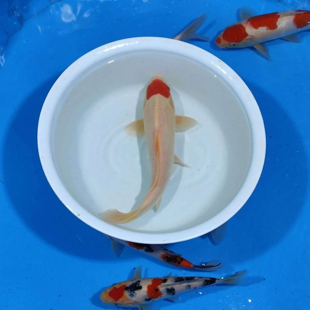 锦鲤28公分单顶不寄养手术过