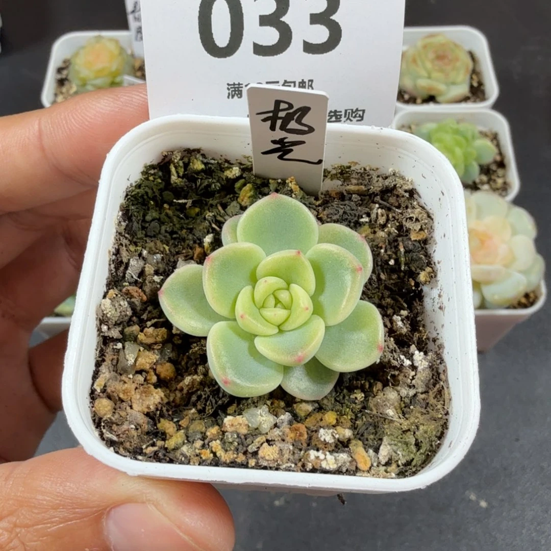 甜心极光一物一拍033