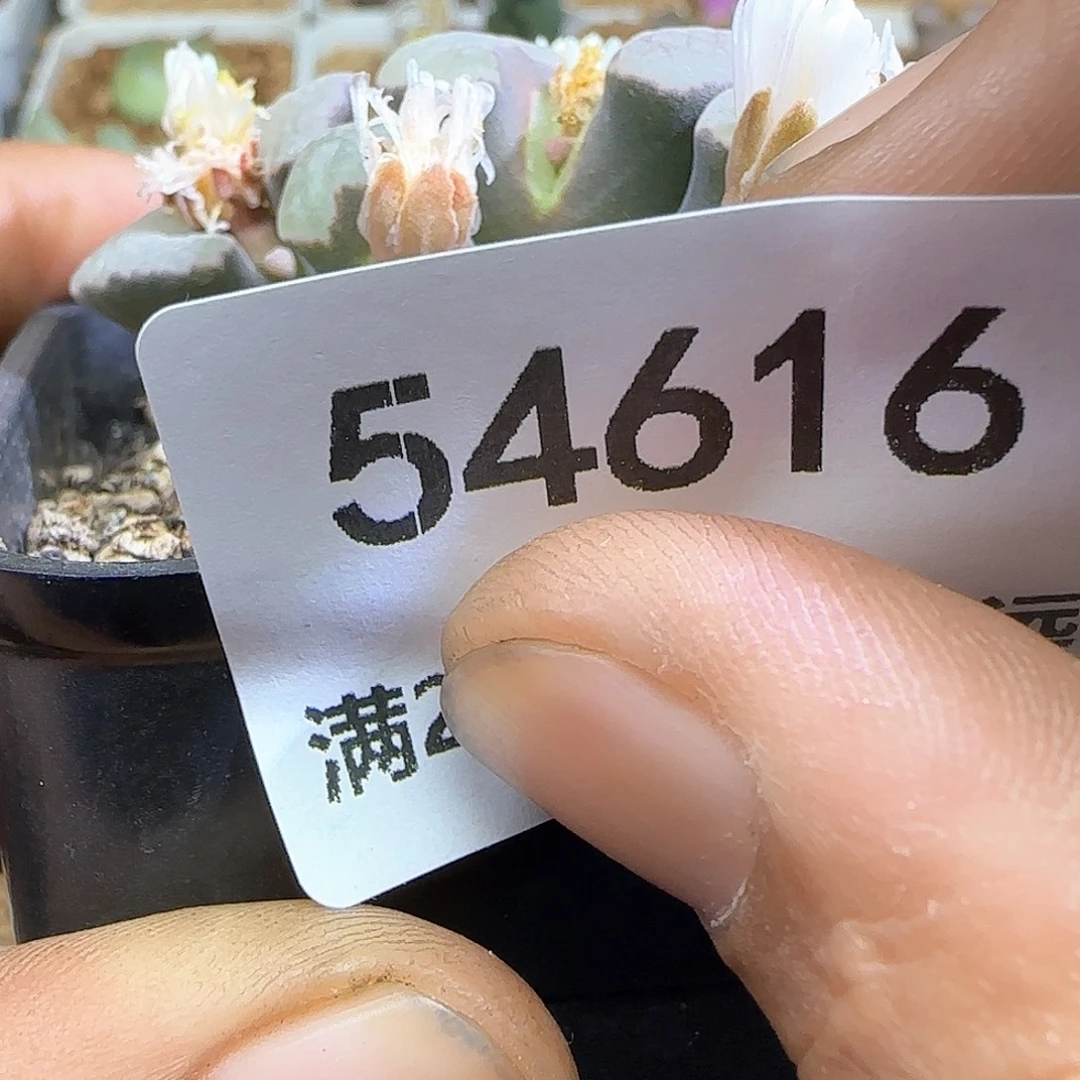 d***o特价包邮秒杀54616