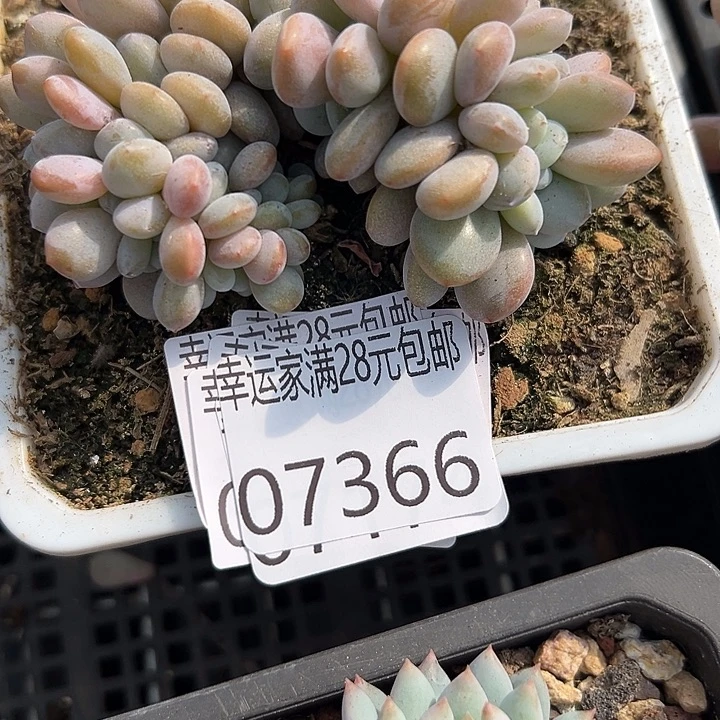 幸运的是你还没遇到你喜欢