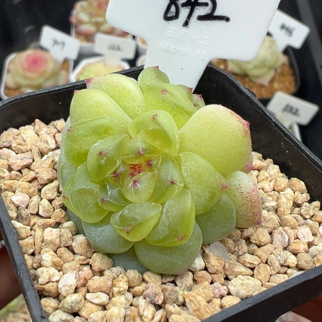 842号相柳甜心 晗雨