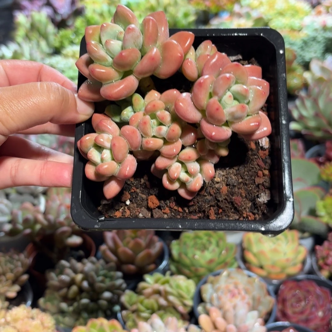 樱花洛神多肉12㎝盆特价