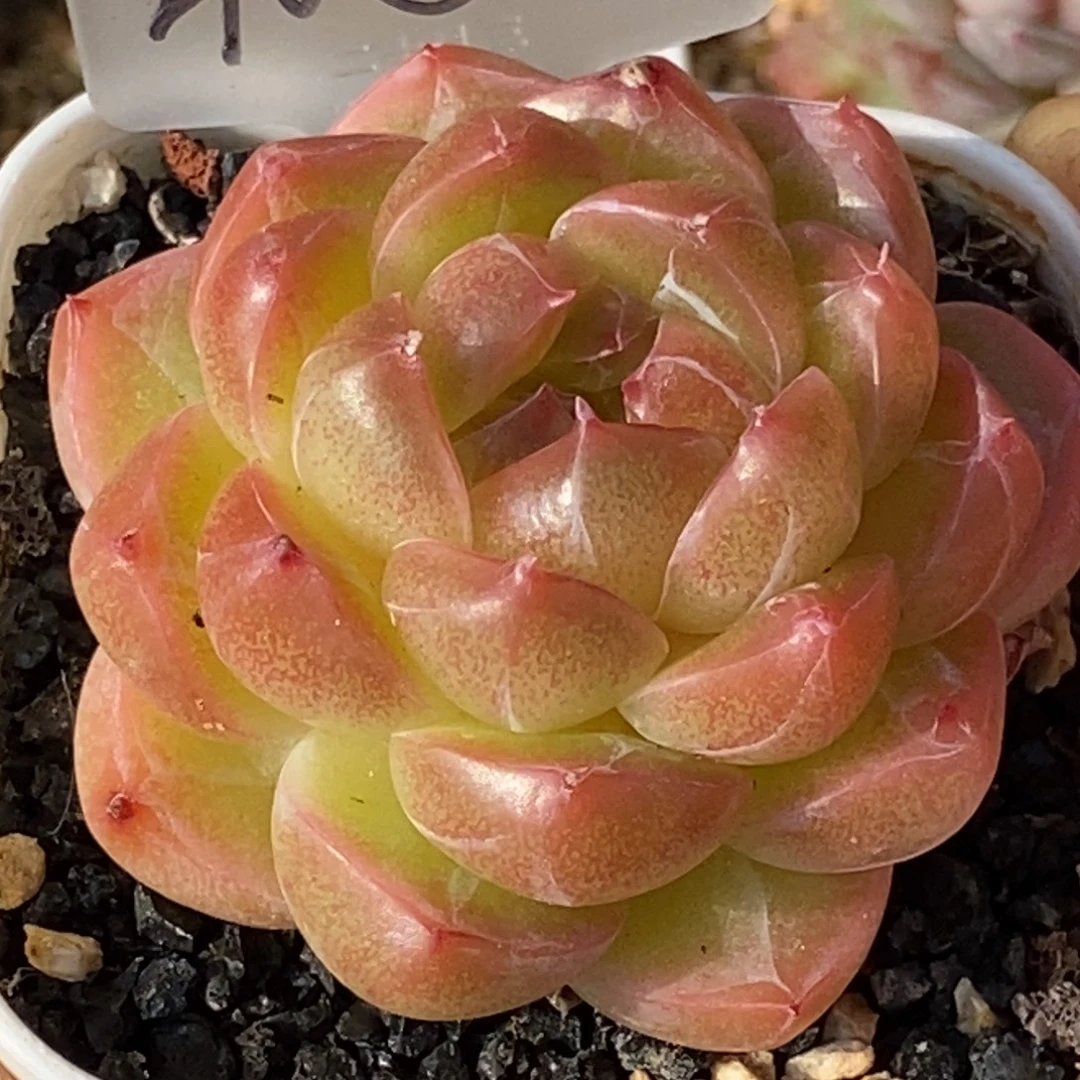 天官赐福百无禁忌