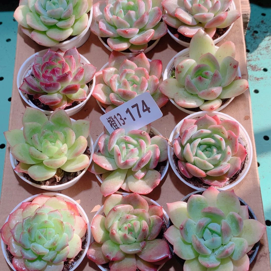13-174一物一拍多肉带盆18颗