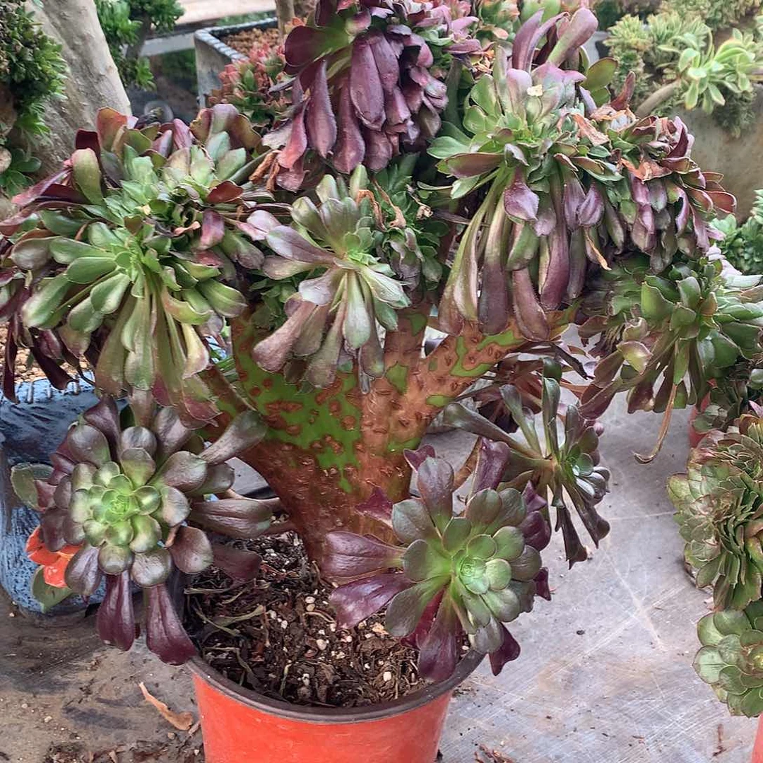 欧紫缀化缀化缀化