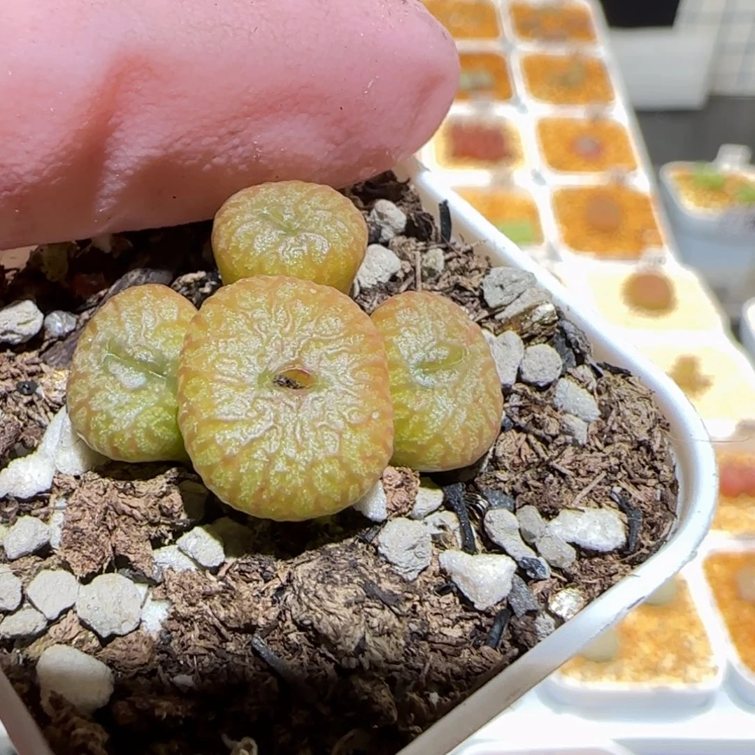 肉锥多肉植物百科-流水铜壶1370