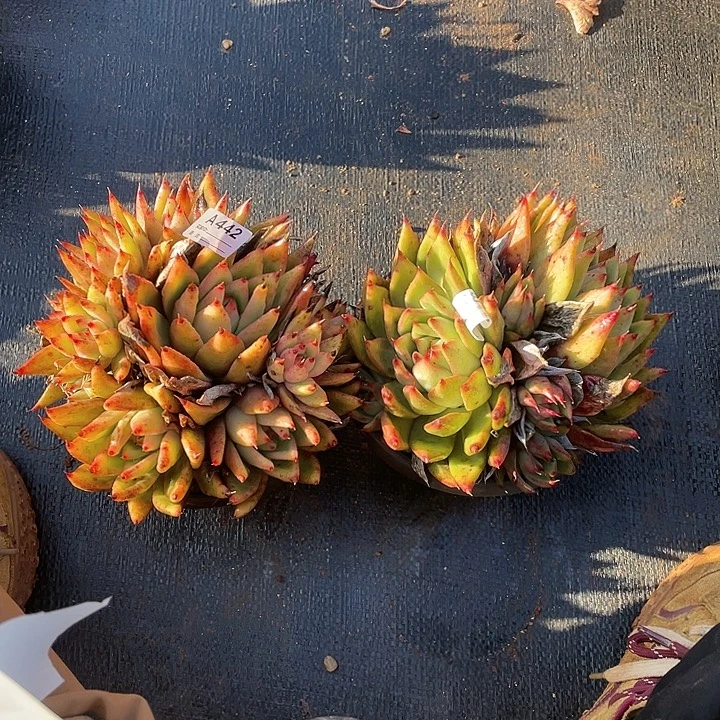 若如东云组拍A442