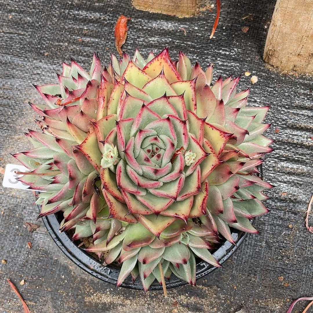 若如东云组拍354 （发冷链）