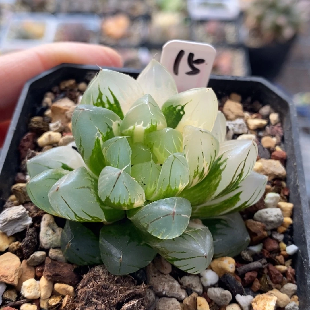 15号水晶x冰川玉露锦