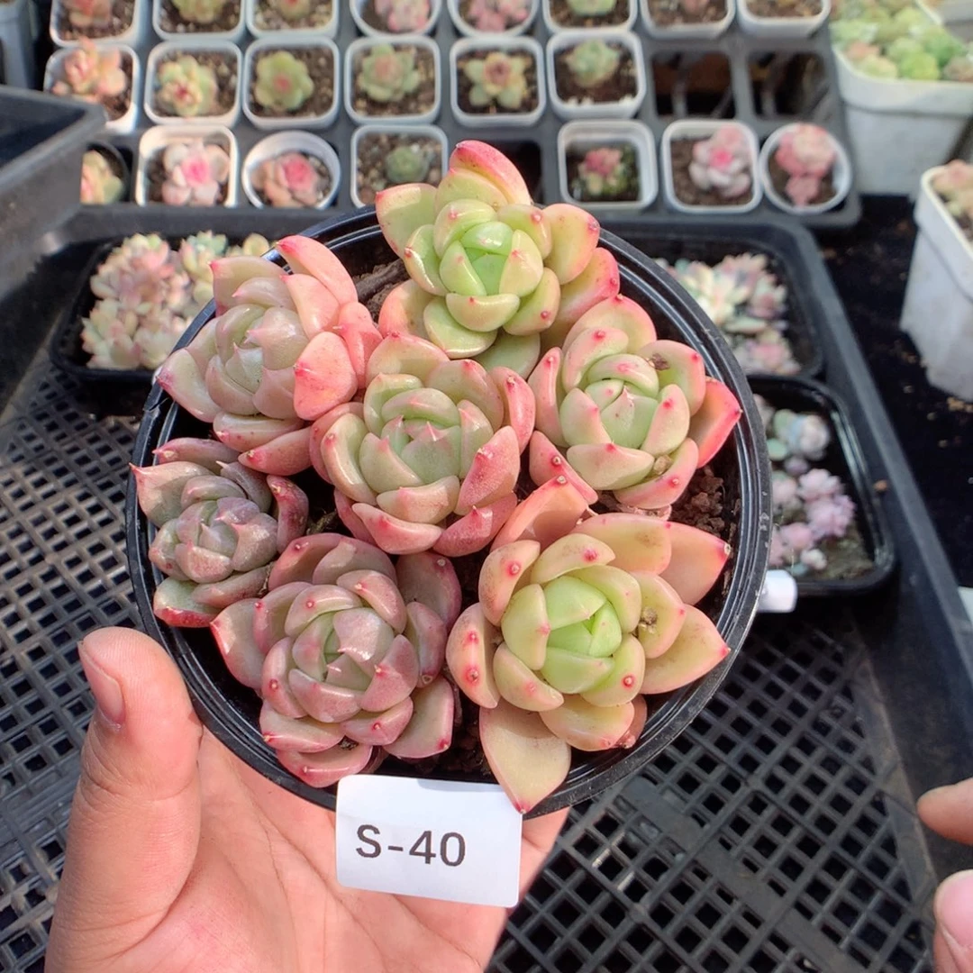 无花朵.S40英语英语