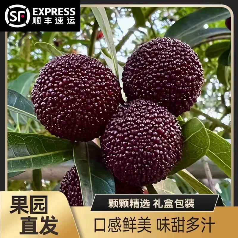 兰溪杨梅当季新鲜水果现摘现发杨梅酸酸甜甜基地100箱批发直发