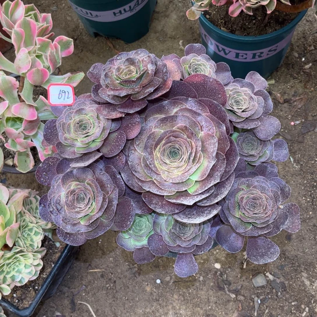 692多肉植物魅金玫瑰
