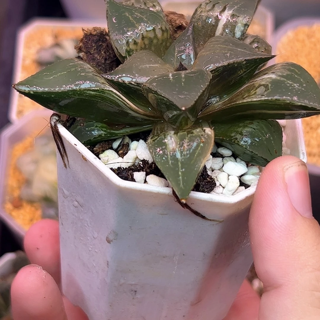 酒吞童子母本极上斑锦