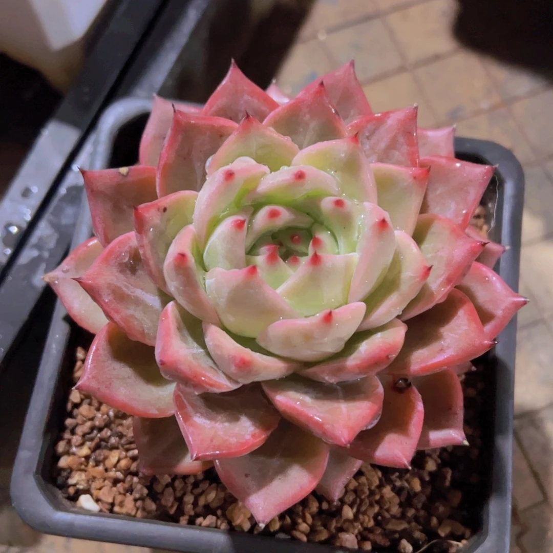 玉*东云，多肉植物